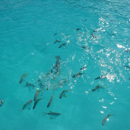 Le Chant De Merle Self -Catering Studios And Apartments Mahe Island Exterior foto